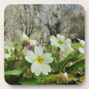 Harbinger of Spring Coaster
