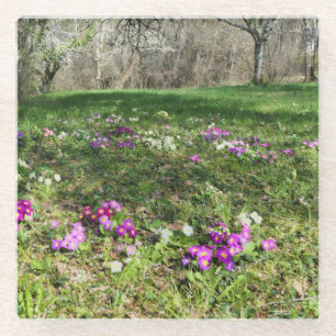 Harbinger of Spring Glass Coaster