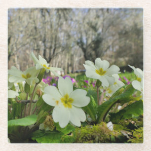 Harbinger of Spring Glass Coaster