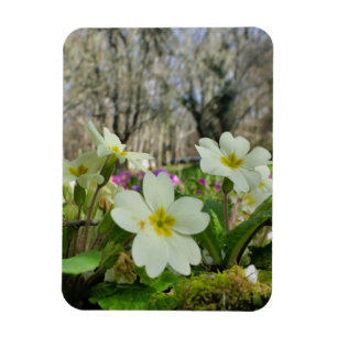 Harbinger of Spring  Magnet