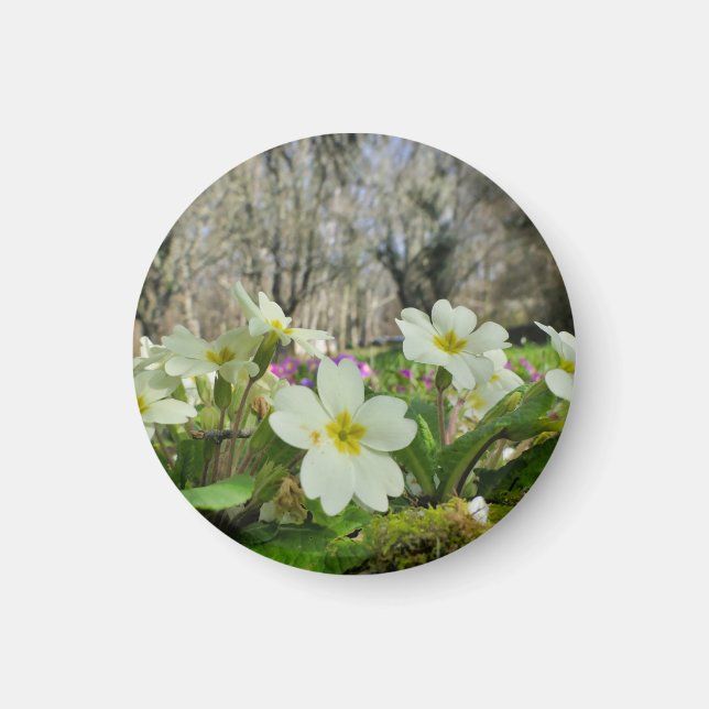 Harbinger of Spring  Magnet (Front)