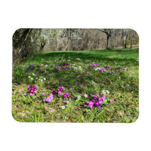 Harbinger of Spring  Magnet