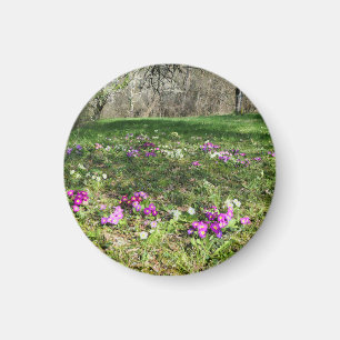 Harbinger of Spring  Magnet