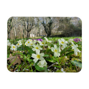 Harbinger of Spring  Magnet