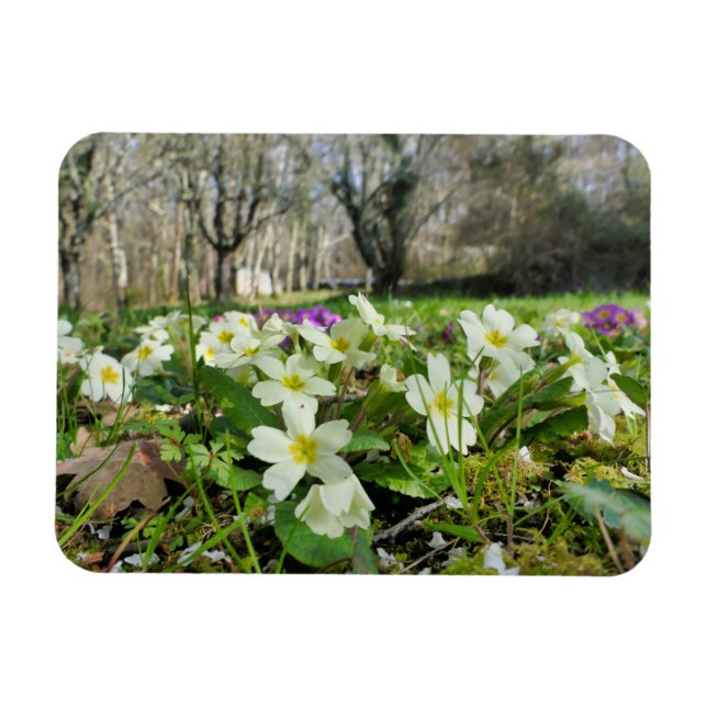 Harbinger of Spring  Magnet (Horizontal)
