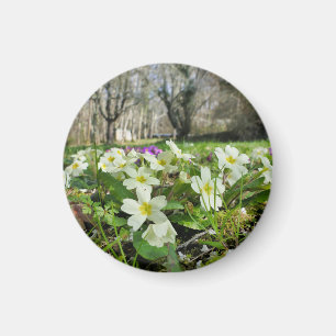 Harbinger of Spring  Magnet