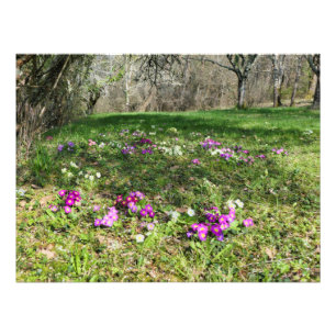 Harbinger of Spring  Photo Print