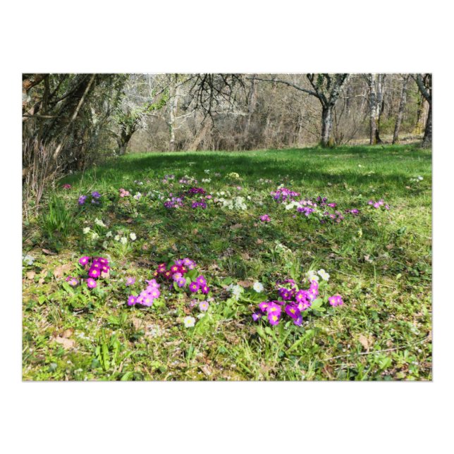 Harbinger of Spring  Photo Print (Front)