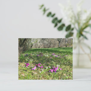 Harbinger of Spring Postcard