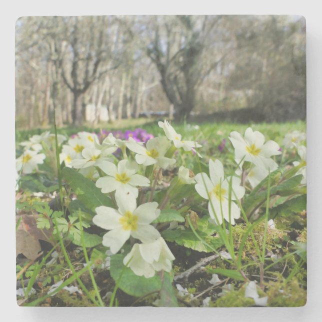 Harbinger of Spring  Stone Coaster (Front)