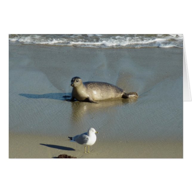 Harbour Seal at La Jolla California (Front Horizontal)