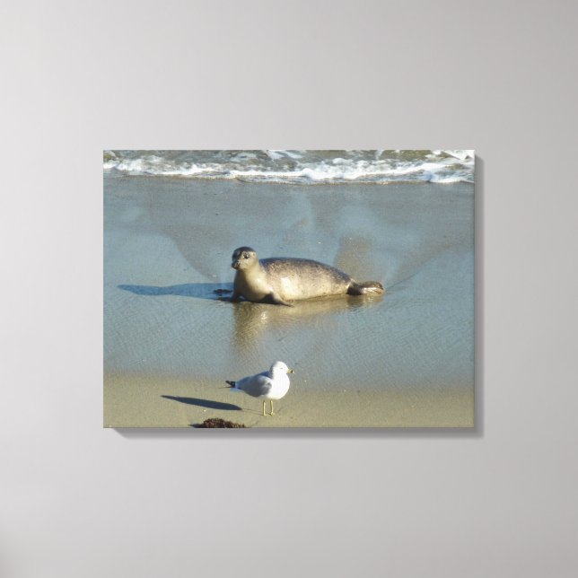 Harbour Seal at La Jolla California Canvas Print (Front)