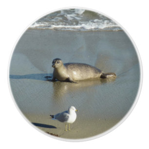 Harbour Seal at La Jolla California Ceramic Knob