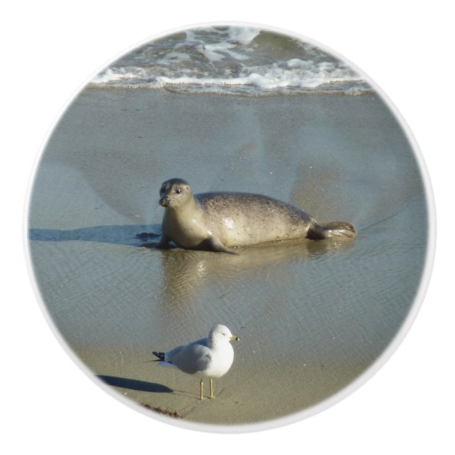 Harbour Seal at La Jolla California Ceramic Knob (Front)