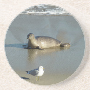 Harbour Seal at La Jolla California Coaster