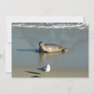 Harbour Seal at La Jolla California Holiday Card
