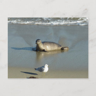 Harbour Seal at La Jolla California Postcard