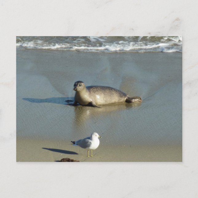 Harbour Seal at La Jolla California Postcard (Front)