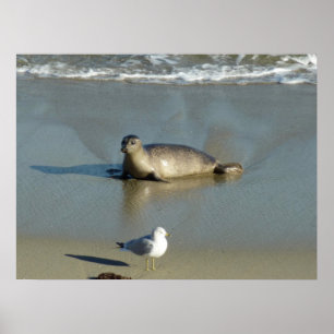 Harbour Seal at La Jolla California Poster