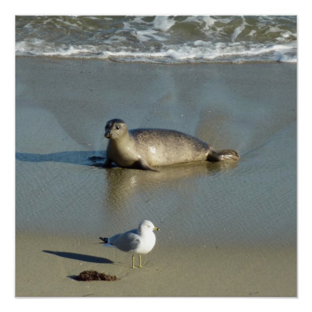 Harbour Seal at La Jolla California Poster (Front)