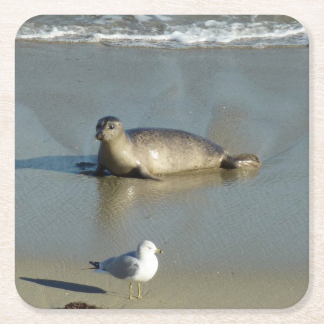 Harbour Seal at La Jolla California Square Paper Coaster (Front)