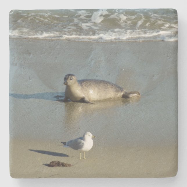Harbour Seal at La Jolla California Stone Coaster (Front)