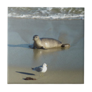 Harbour Seal at La Jolla California Tile