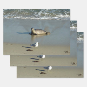 Harbour Seal at La Jolla California Wrapping Paper Sheet