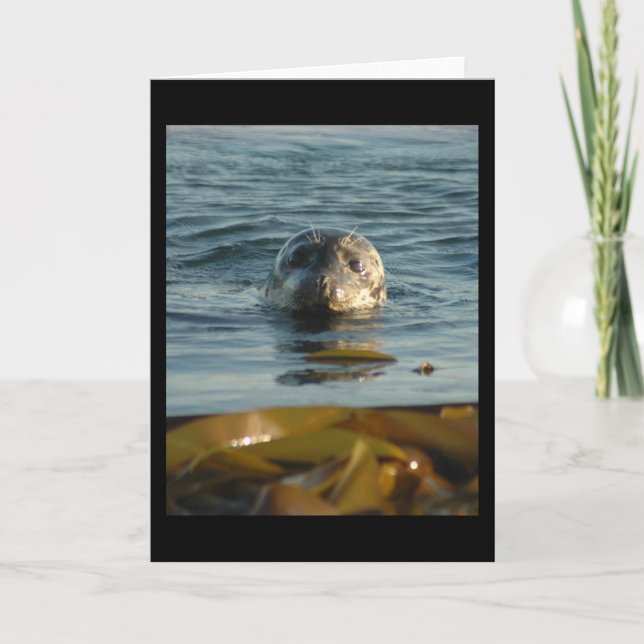 Harbour Seal Greeting Card (Front)