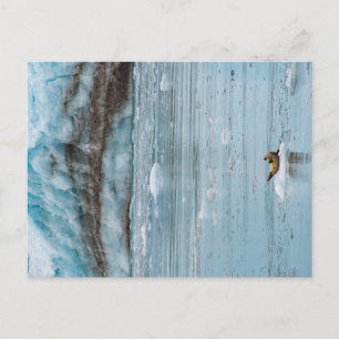 Harbour Seal Kenai Fjords Alaska Postcard