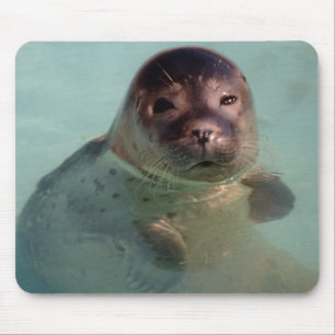 Harbour Seal Mouse Pad