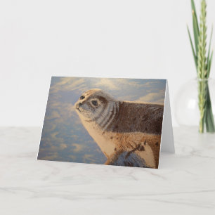 Harbour Seal P.E.I. Card