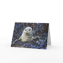 Harbour Seal (Phoca vitulina)