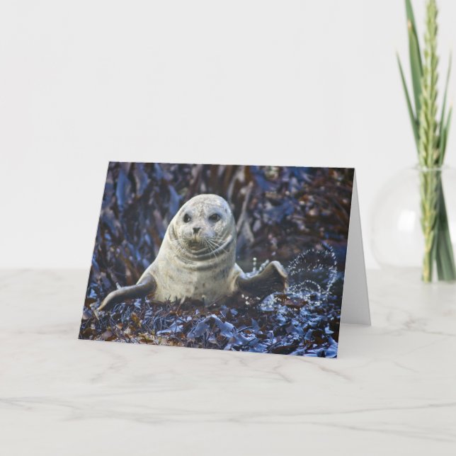 Harbour Seal (Phoca vitulina) Card (Front)