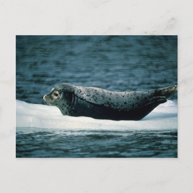 Harbour Seal Postcard (Front)