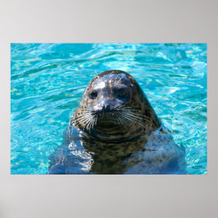 Harbour seal poster
