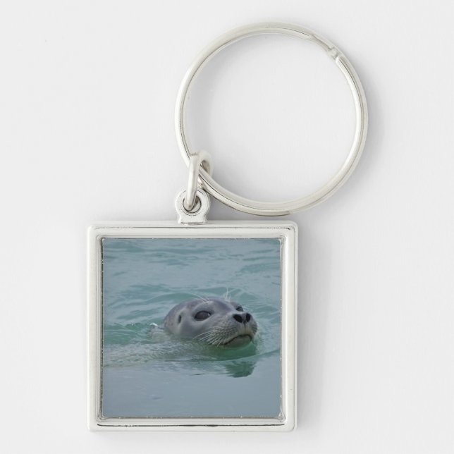 Harbour Seal swimming in Jokulsarlon glacial lake Key Ring (Front)