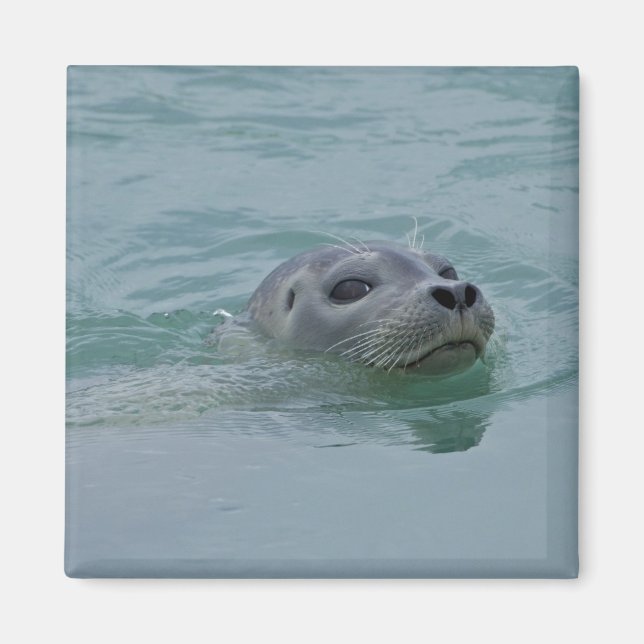 Harbour Seal swimming in Jokulsarlon glacial lake Magnet (Front)