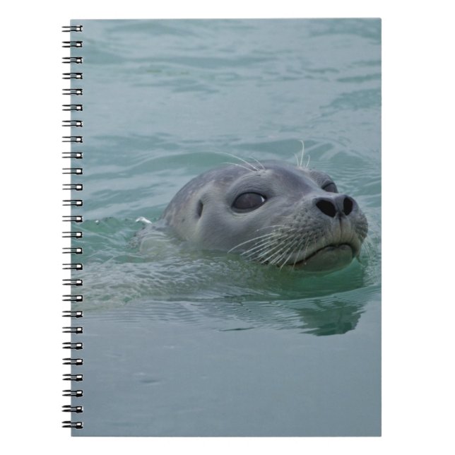 Harbour Seal swimming in Jokulsarlon glacial lake Notebook (Front)