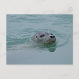 Harbour Seal swimming in Jokulsarlon glacial lake Postcard