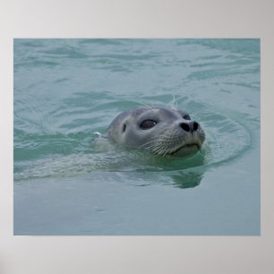 Harbour Seal swimming in Jokulsarlon glacial lake Poster