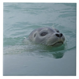 Harbour Seal swimming in Jokulsarlon glacial lake Tile