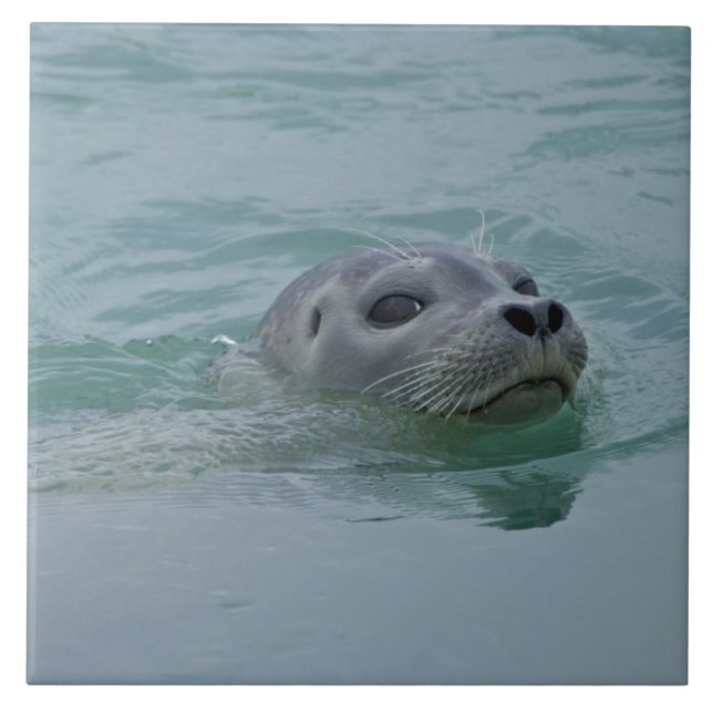 Harbour Seal swimming in Jokulsarlon glacial lake Tile (Front)