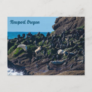 Harbour Seals and Cormorants Sunning at Yaquina Postcard