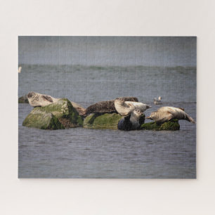 Harbour Seals at Island Beach State Park Jigsaw Puzzle