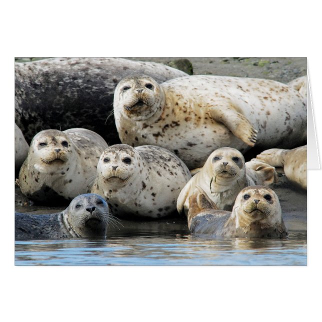 Harbour Seals Hauled Out on Sandy Beach (Front Horizontal)