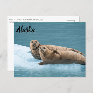 Harbour Seals Kenai Fjords Alaska Postcard