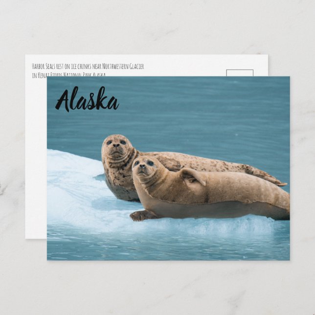 Harbour Seals Kenai Fjords Alaska Postcard (Front/Back)
