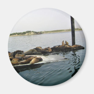 Harbour Seals, Morro Bay, California Magnet
