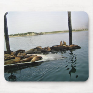 Harbour Seals, Morro Bay, California Mouse Mat